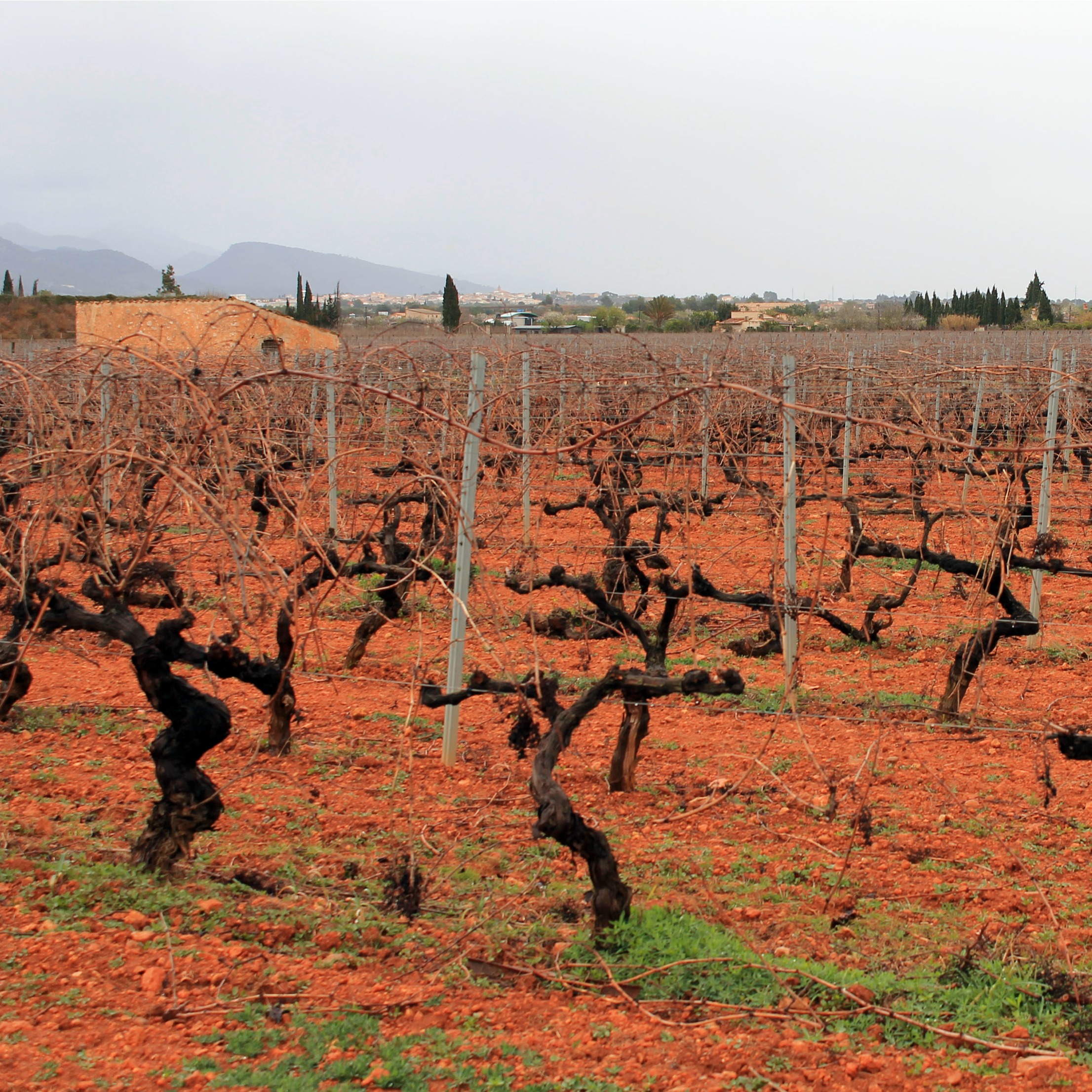 vineyards in mallorca