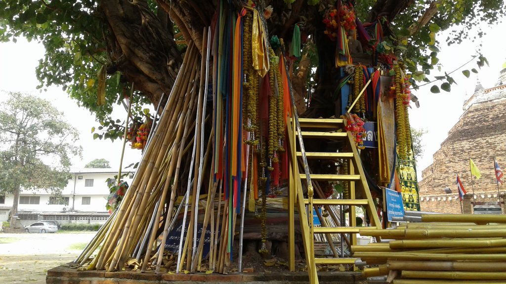 planks of wood supporting a bodhi tree at songkran