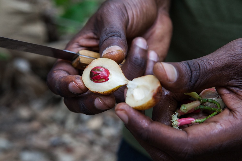 Close up of nutmeg spice in Zanzibar