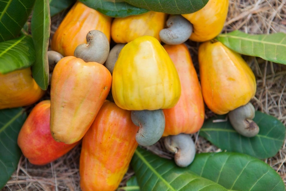 cashew fruit