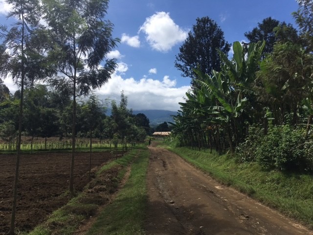 coffee plantation in Arusha